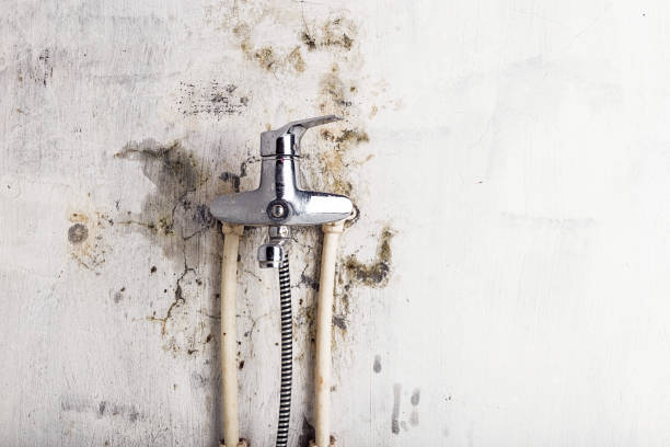 Best Local Mold Removal Service  in Port Gibson, MS