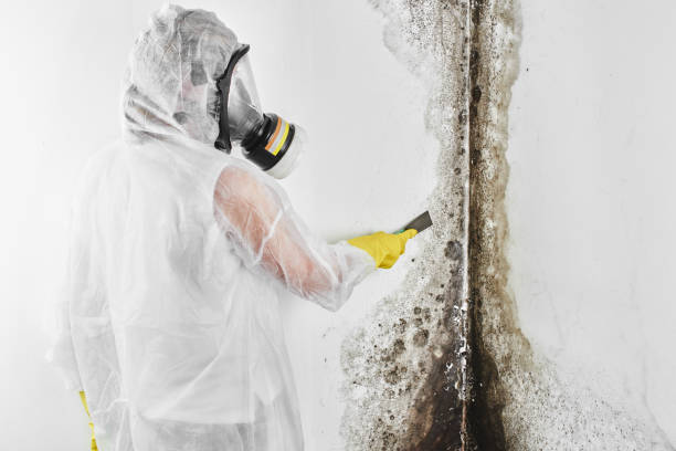 Best Mold Removal Company Near Me  in Port Gibson, MS