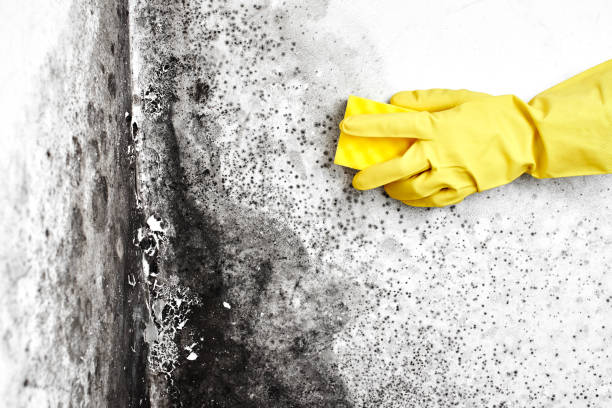 Certified Mold Removal in Port Gibson, MS