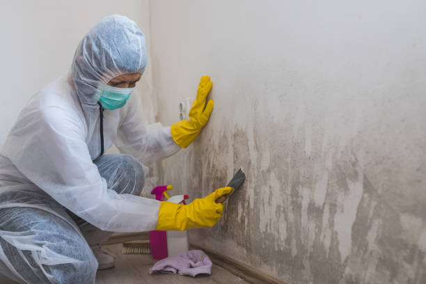 Best Mold Cleaning Services  in Port Gibson, MS