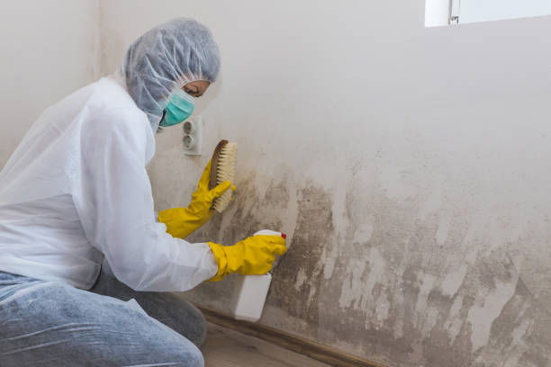 Best Crawl Space Mold Removal  in Port Gibson, MS