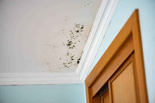 Best Emergency Mold Removal  in Port Gibson, MS