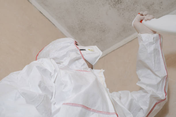Home Mold Removal in Port Gibson, MS