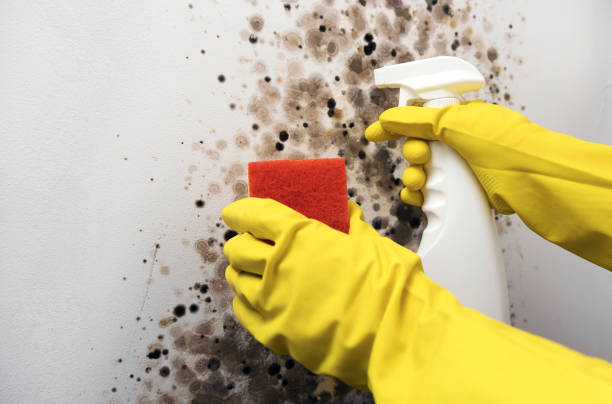Attic Mold Removal in Port Gibson, MS