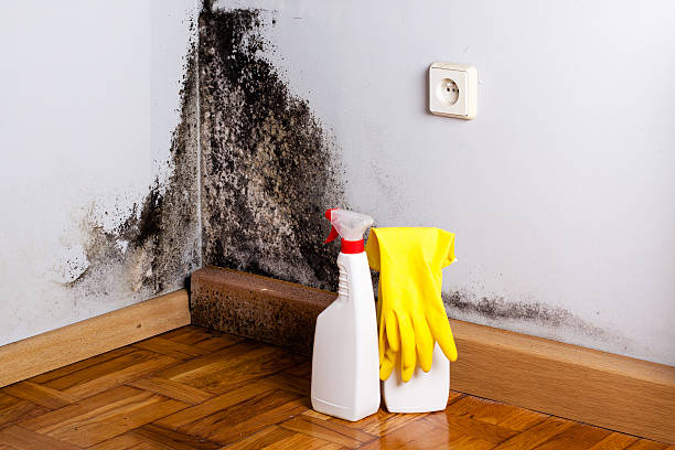 Mold Testing and Removal in Port Gibson, MS