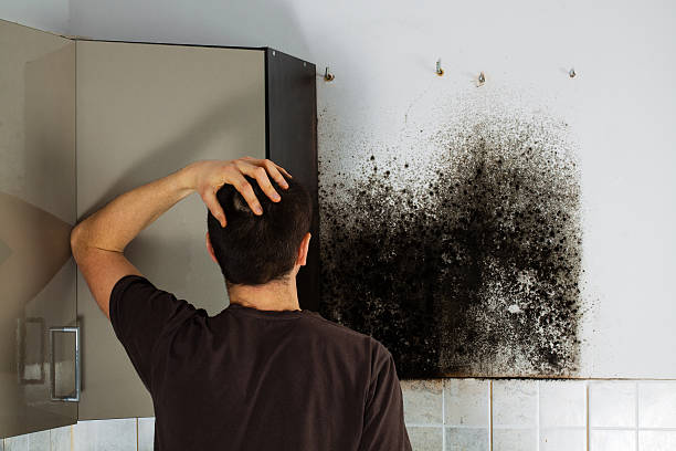 Best Office Mold Removal Services  in Port Gibson, MS