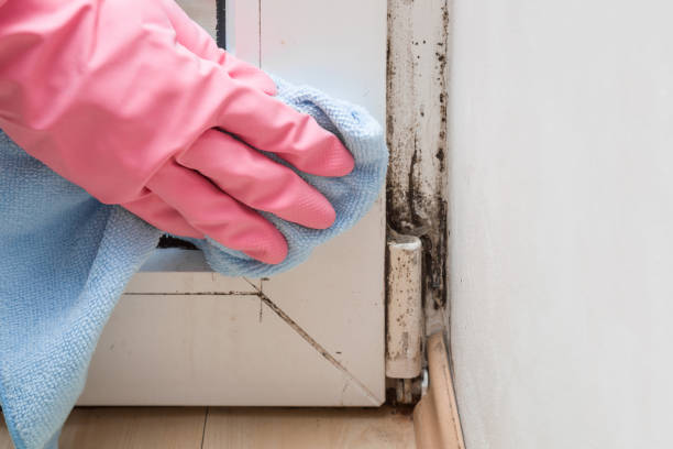 Best Fast Mold Removal  in Port Gibson, MS