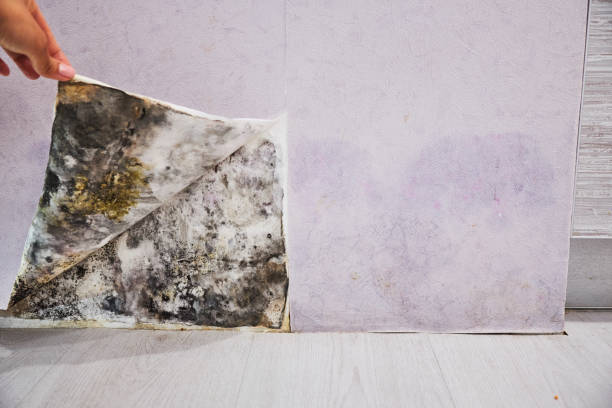 Best Emergency Mold Removal  in Port Gibson, MS